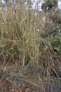 2006-12-31-002-Unknown-crucifer