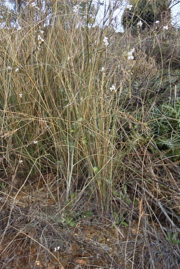 2006-12-31-002-Unknown-crucifer