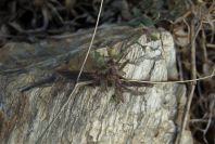 2006-12-31-003-Unknown-crucifer
