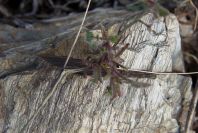2006-12-31-004-Unknown-crucifer