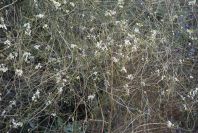 2006-12-31-008-Unknown-crucifer