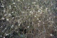 2006-12-31-009-Unknown-crucifer