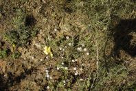 2006-12-31-015-Unknown-plant