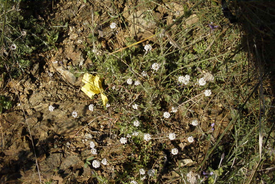 2006-12-31-016-Unknown-plant