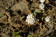 2006-12-31-017-Unknown-plant