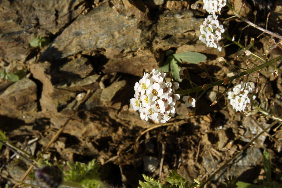 2006-12-31-017-Unknown-plant