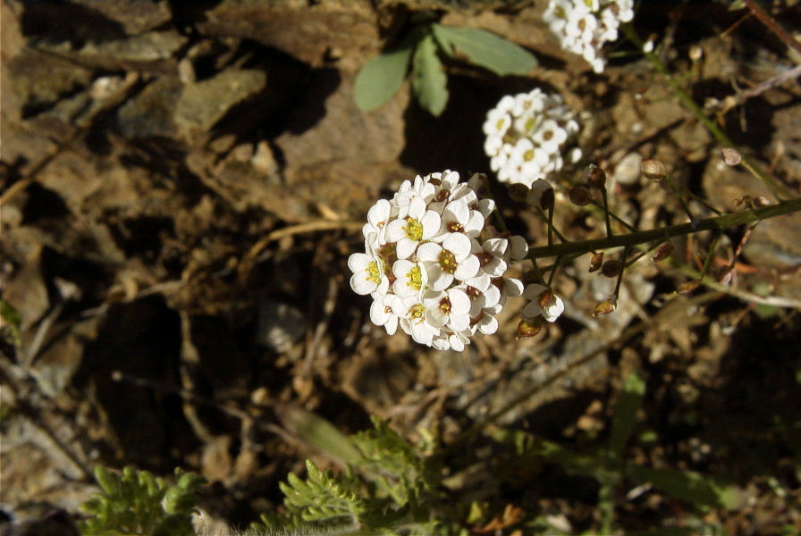 2006-12-31-018-Unknown-plant