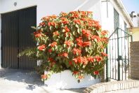2006-12-31-027-Poinsettia