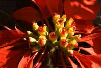 2006-12-31-028-Poinsettia