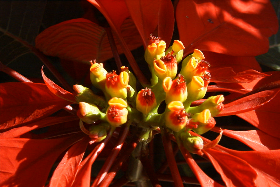 2006-12-31-028-Poinsettia