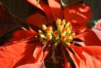 2006-12-31-029-Poinsettia