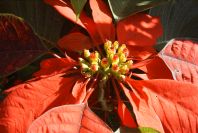 2006-12-31-030-Poinsettia
