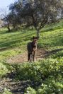 2006-12-31-033-Mule