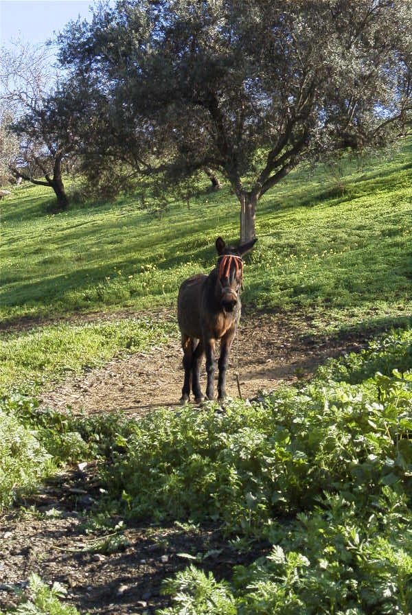 2006-12-31-033-Mule