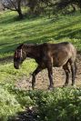 2006-12-31-034-Mule