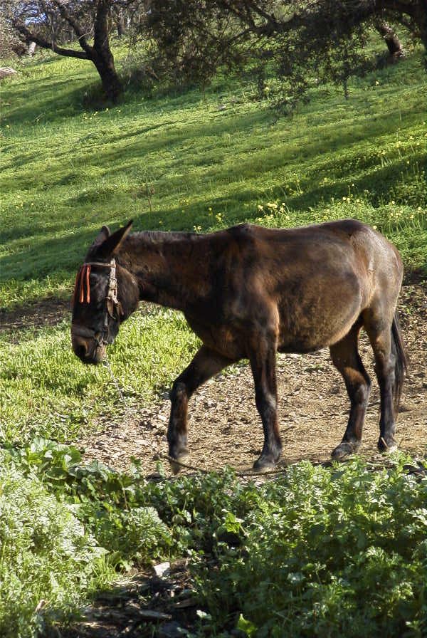 2006-12-31-034-Mule