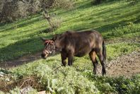 2006-12-31-035-Mule