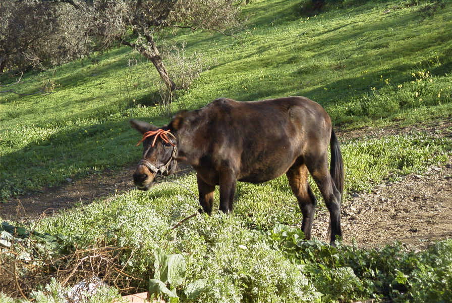 2006-12-31-035-Mule