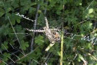 2006-12-31-036-Spider