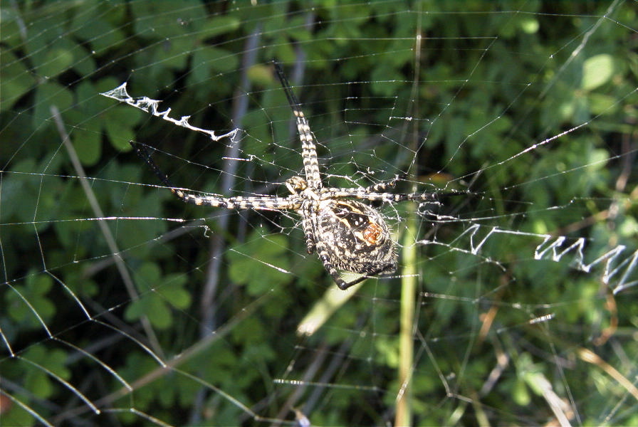 2006-12-31-036-Spider