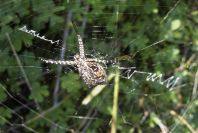2006-12-31-037-Spider
