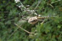 2006-12-31-038-Spider