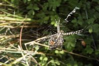 2006-12-31-039-Spider