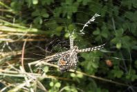 2006-12-31-040-Spider