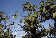 2007-02-11-006-Avocado