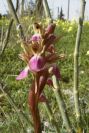 2007-02-11-007-Orchid