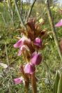 2007-02-11-008-Orchid