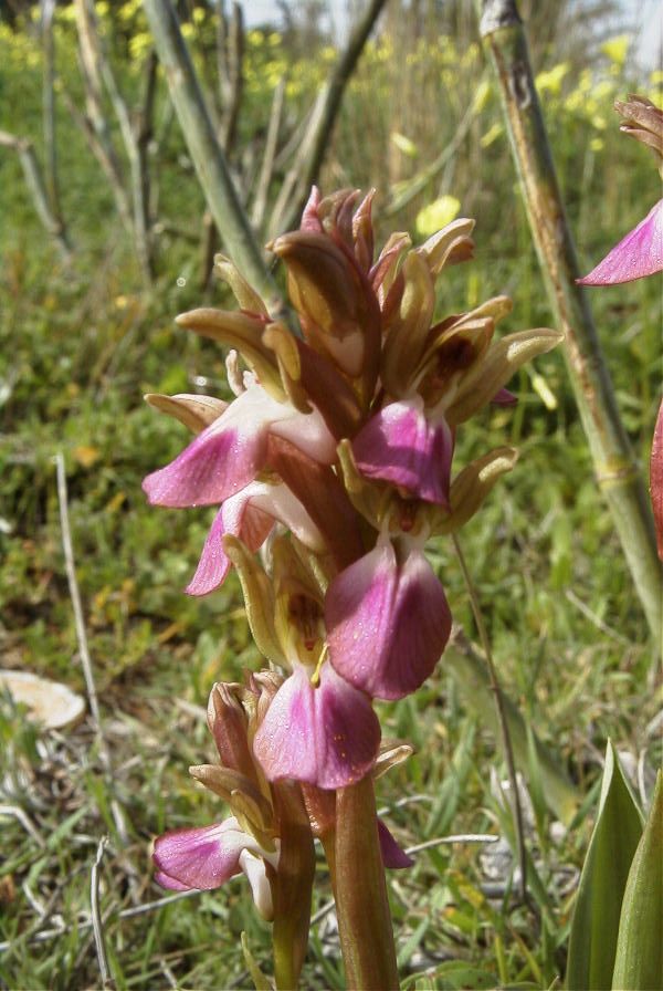 2007-02-11-008-Orchid