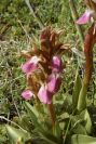 2007-02-11-009-Orchid