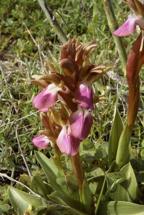 2007-02-11-009-Orchid