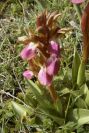 2007-02-11-010-Orchid