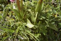 2007-02-11-011-Orchid