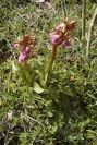 2007-02-11-012-Orchid