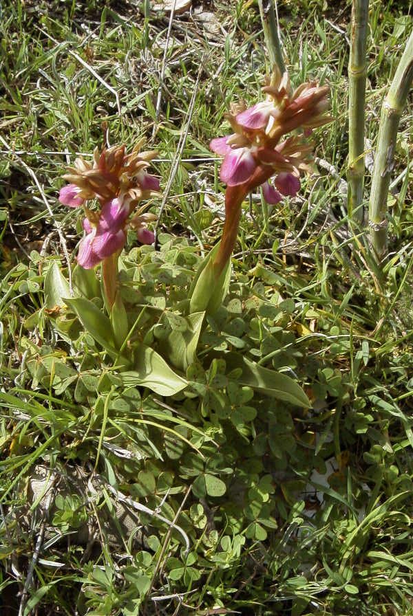 2007-02-11-012-Orchid