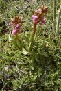 2007-02-11-013-Orchid