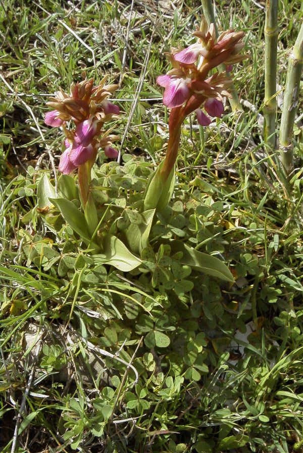 2007-02-11-013-Orchid