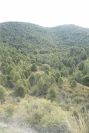 2007-02-11-014-Pines
