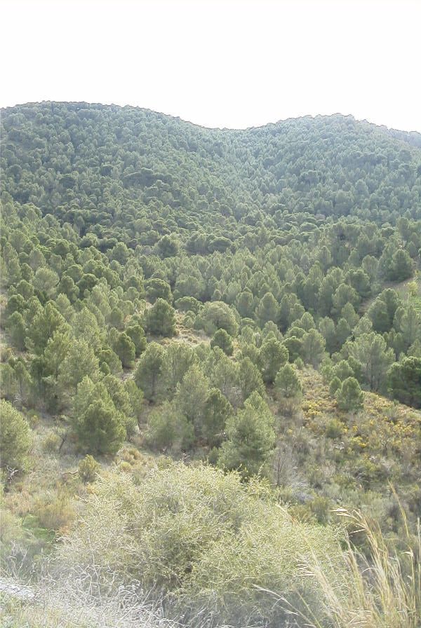 2007-02-11-014-Pines