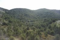 2007-02-11-015-Pines