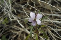 2007-02-11-041-Voila-arborescens