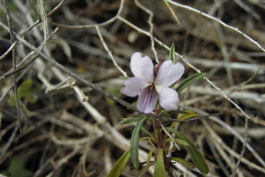 2007-02-11-041-Voila-arborescens