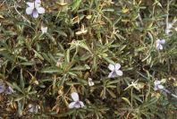 2007-02-11-042-Voila-arborescens