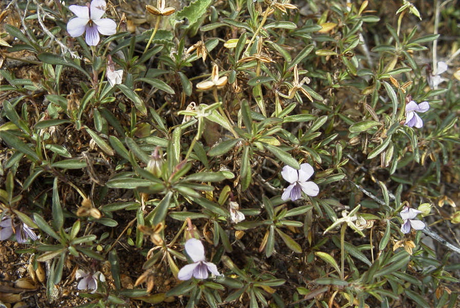 2007-02-11-042-Voila-arborescens