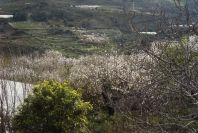 2007-02-11-046-Almond-blossom