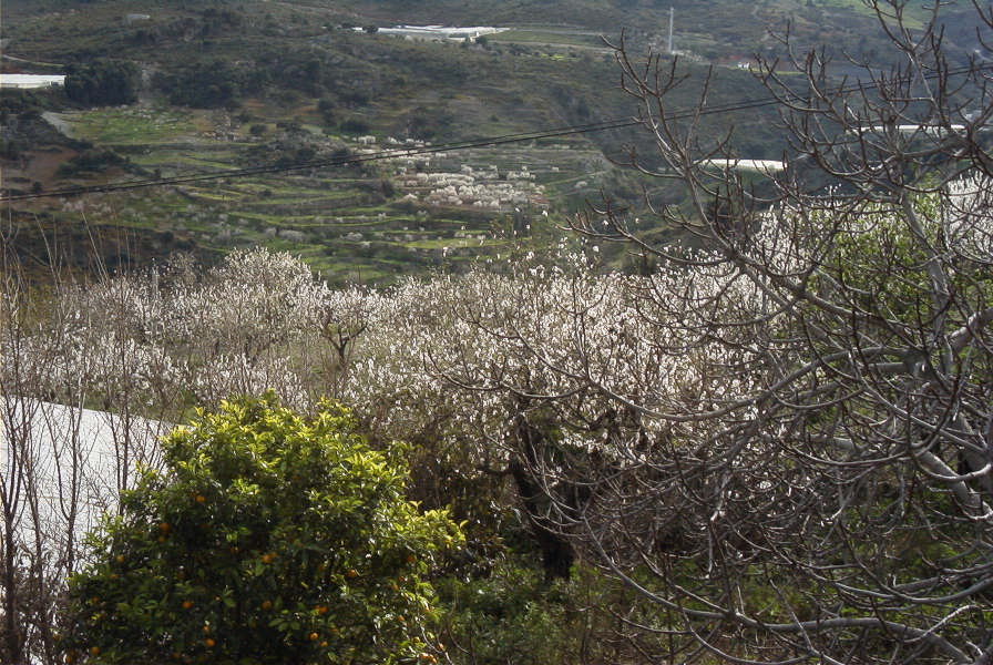 2007-02-11-046-Almond-blossom