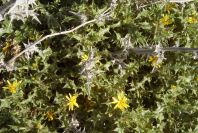 2007-02-12-032-Thistle-daisy